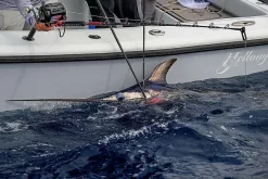 Daiwa Tanacom 1200 29 Daiwa Tanacom 1200 -Panther Martin Salg daiwa tanacom 1200 12.640