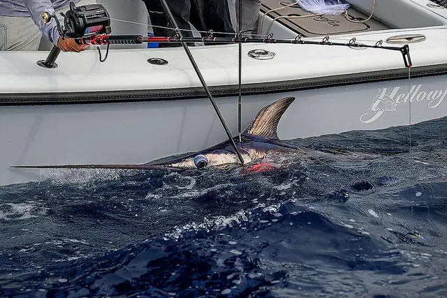 Daiwa Tanacom 1200 10 Daiwa Tanacom 1200 - Bilde 10